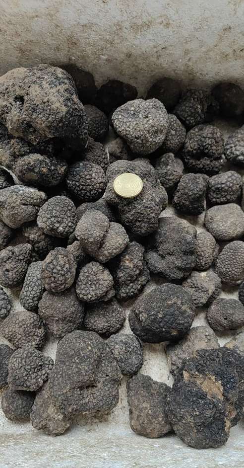 Italian Black Summer Truffles (Each truffle up to 15g in size)