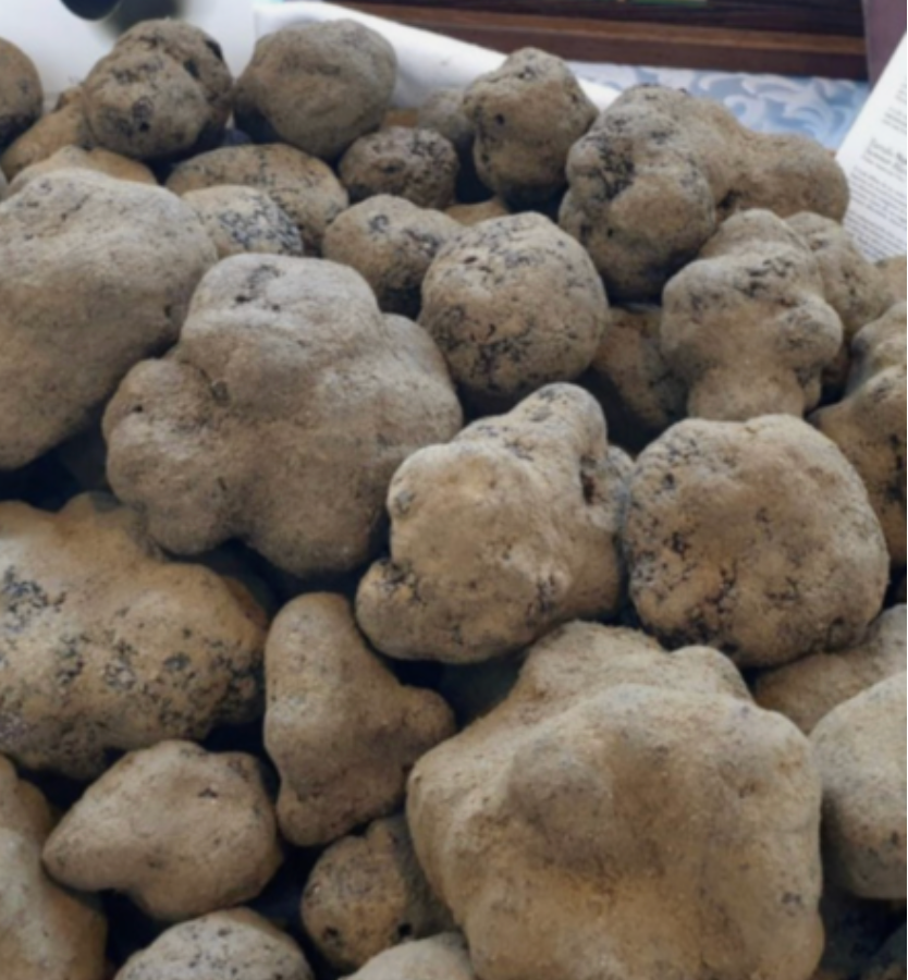 Italian Summer Black Truffles