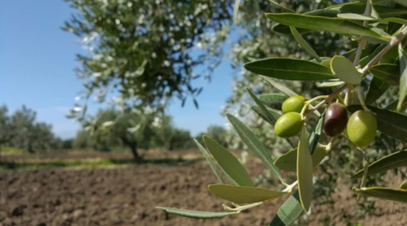 Italian Extra Virgin Olive Oil