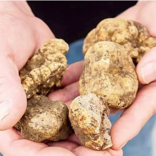 White Winter Truffles