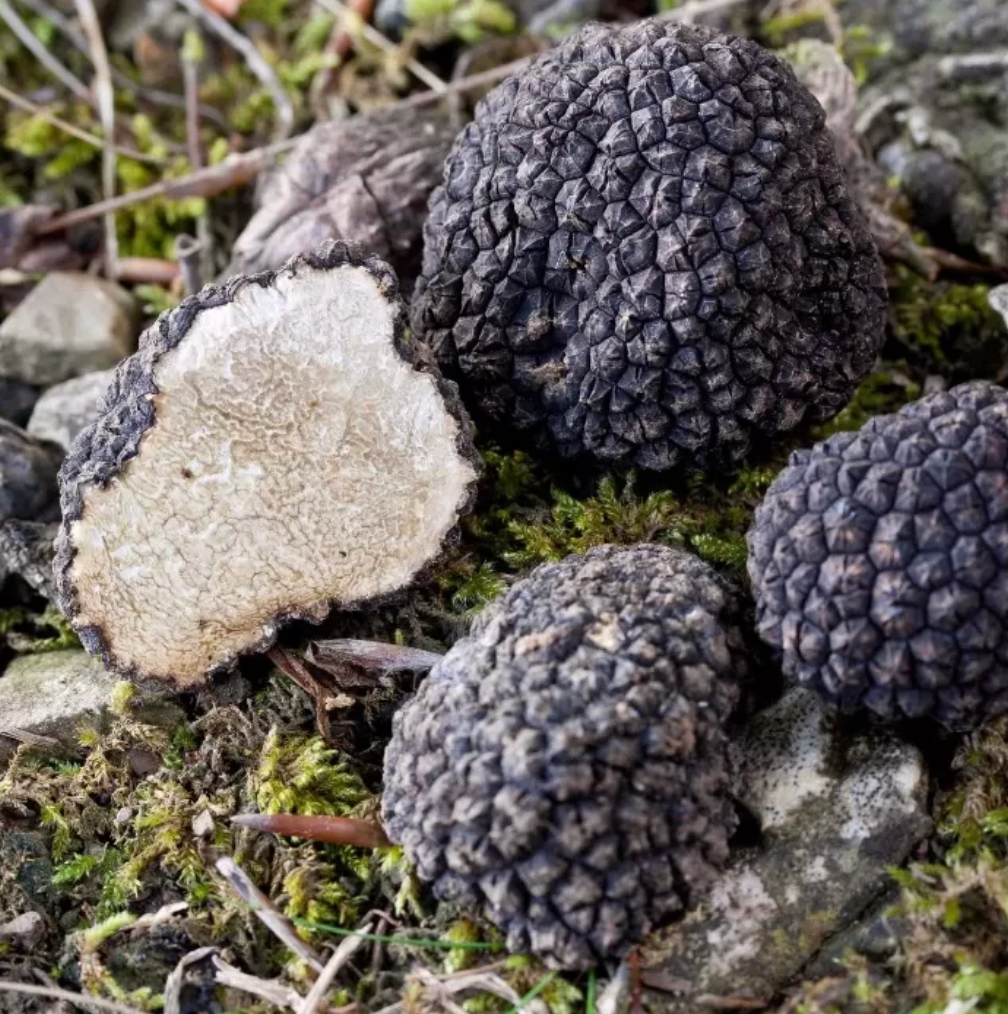 Fresh Italian Black Autumn Truffles