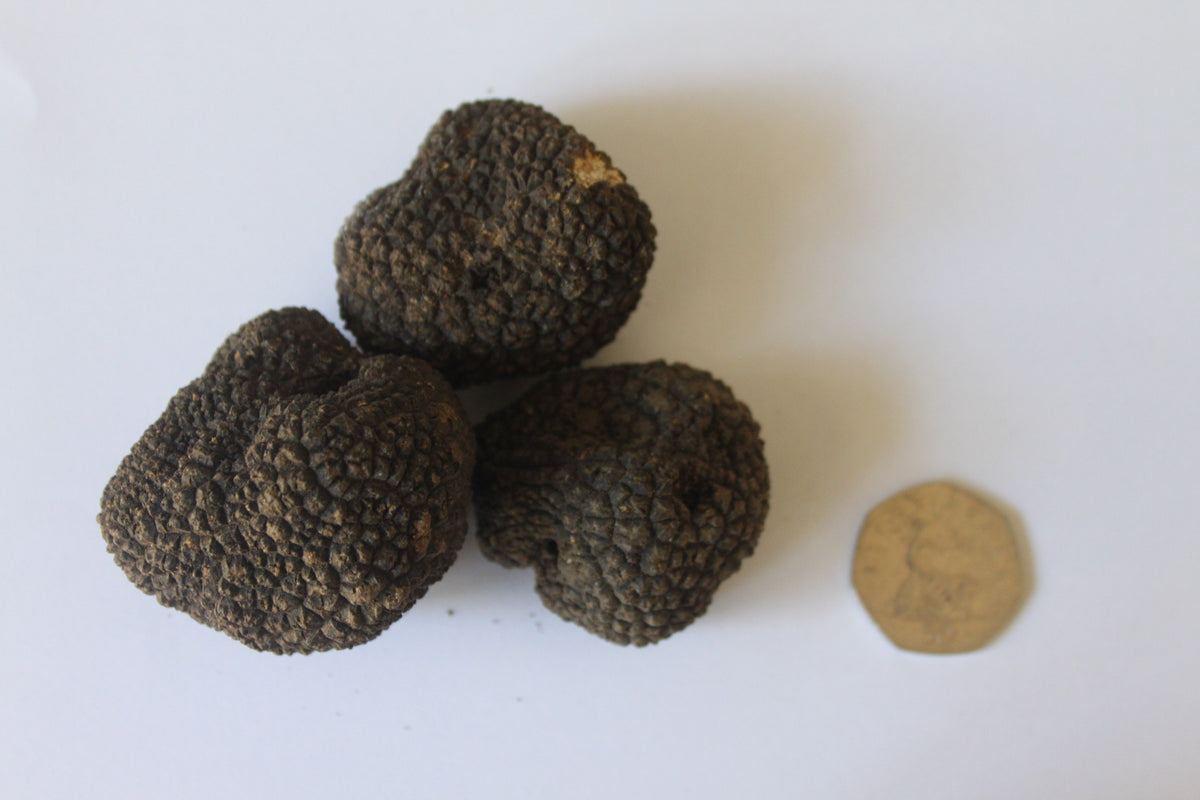 Fresh Summer Black Truffle - Size up to 20g - 300g - (Tuber Aestivum Vitt.)