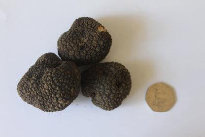 Fresh Summer Black Truffle - Size up to 20g - 300g - (Tuber Aestivum Vitt.)