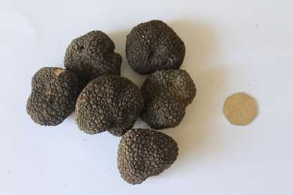 Fresh Summer Black Truffle - Size up to 20g - 300g - (Tuber Aestivum Vitt.)