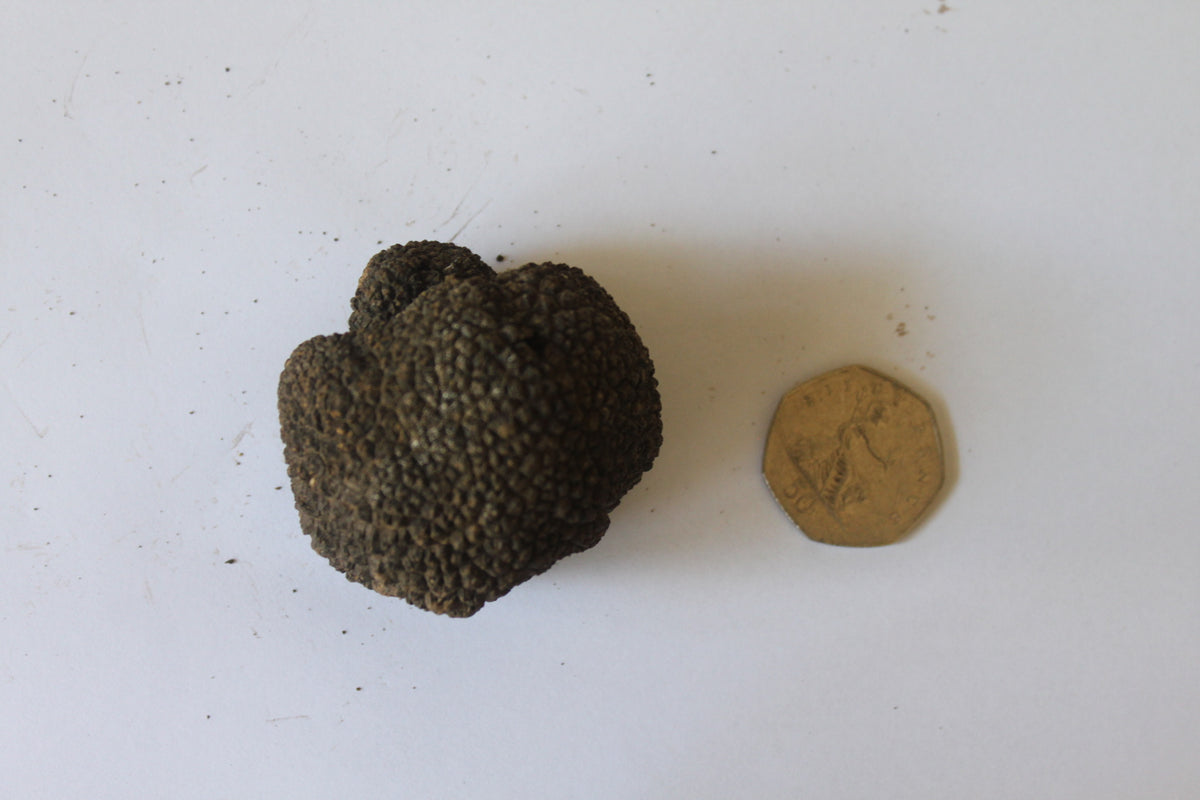 Fresh Summer Black Truffle - Size up to 20g - 300g - (Tuber Aestivum Vitt.)