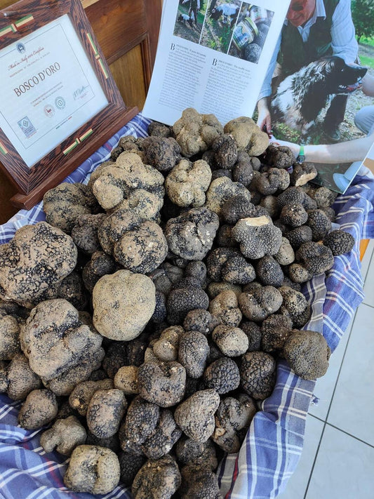 LARGE Italian Black Summer Truffles (Each 20 grams UP in size)