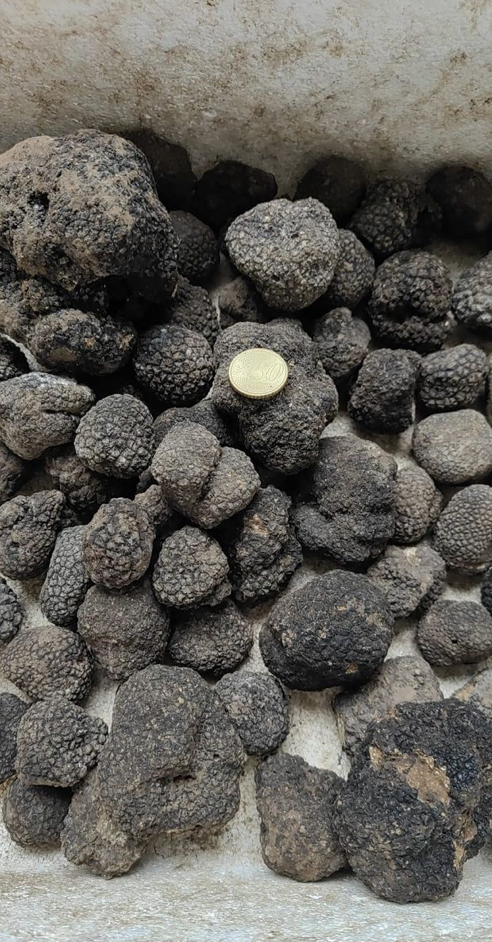 Italian Black Winter Truffles 16g - 500g in size ) 1 Kg