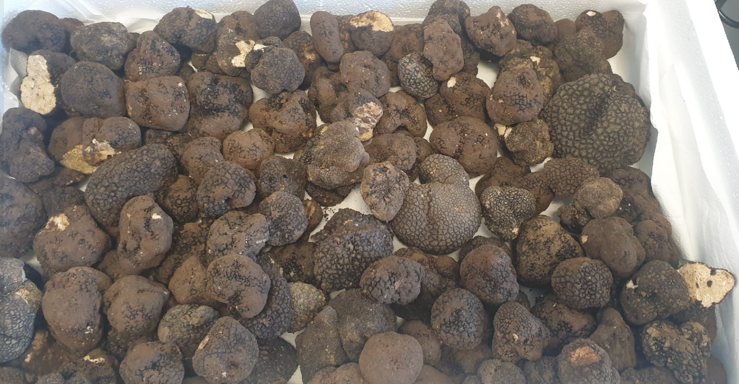 Italian Black Autumn Truffles NEXT ORDERS IN JANUARY 2025 - SOLD OUT