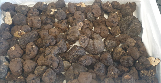 Italian Fresh Autumn Black Truffles (Up to 14g ) Tuber Ucinatum Vitt
