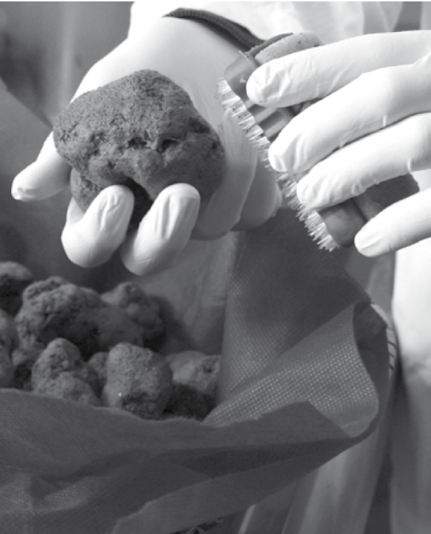 Fresh Summer Black Truffle - Up to 20g - 300g - (Tuber Aestivum Vitt.)
