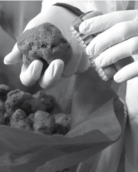 Fresh Summer Black Truffle - Up to 20g - 300g - (Tuber Aestivum Vitt.)