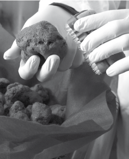 Fresh Summer Black Truffle - Size up to 20g - 300g - (Tuber Aestivum Vitt.)