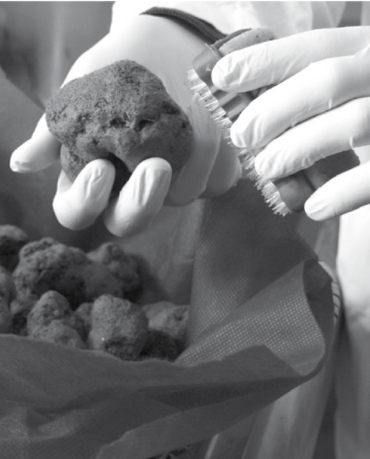 Fresh Summer Black Truffle - Size up to 20g - 300g - (Tuber Aestivum Vitt.)