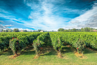 WHITE WINE VINEGAR PROSECCO - 250ml -